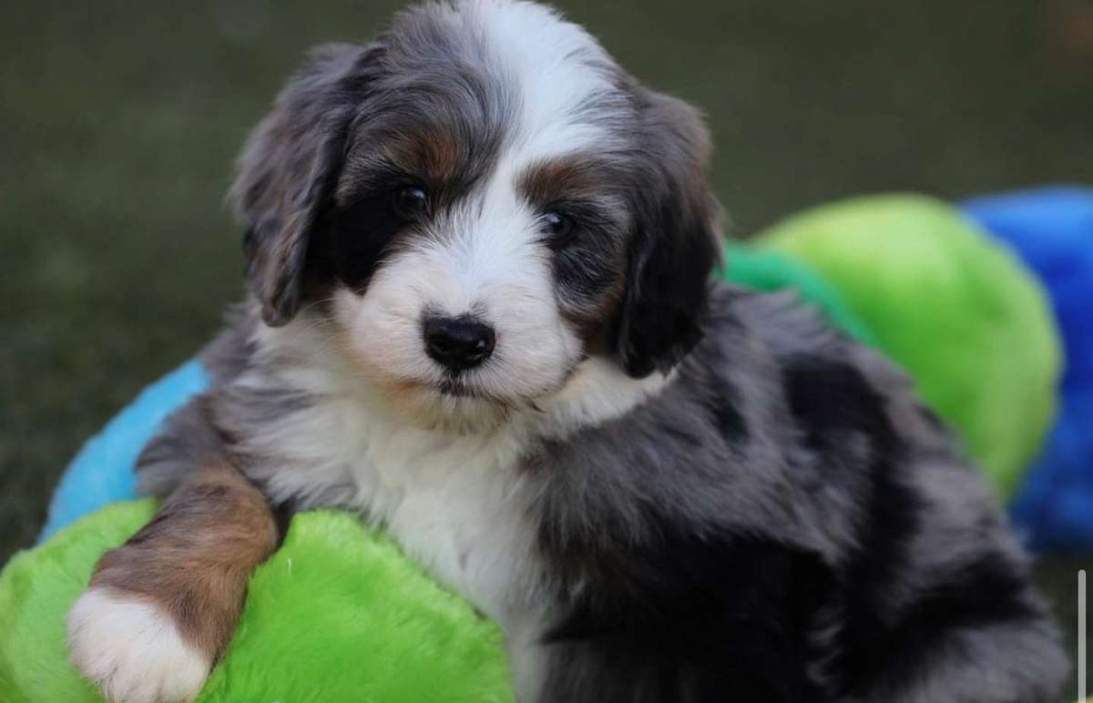 Mini Bernedoodles in San Diego, CA Mini Bernedoodles in San Diego, CA